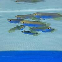 Gambar ikan arwana green pino dari bang_buluk undefined 2 Tokopedia