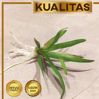 Gambar Sagittaria Subulata Tanaman Air Aquascape Serap Nitrat Per 1 Tanaman dari renbodash undefined 4 Tokopedia