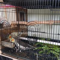 Gambar burung falk parkit australi dari Exotic Parrot undefined 1 Tokopedia