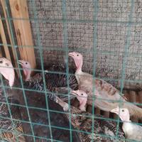Gambar anakan ayam kalkun usia 3-4 bulan dari Annajm_FARM undefined 3 Tokopedia