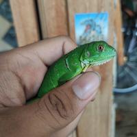 Gambar Baby Iguana Columbia Mix Murah Meriah - Super Red dari Raptor Farm undefined 2 Tokopedia