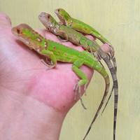 Gambar super red iguana baby HS dari Hobi Surabaya_NEW undefined 4 Tokopedia