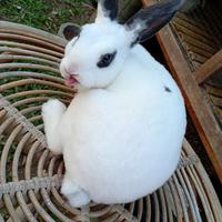 Gambar Kelinci Hias Mini Rex Pure (Usia 10 bulan) dari Depebunnies93 undefined 4 Tokopedia