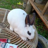 Gambar Kelinci Hias Mini Rex Pure (Usia 10 bulan) dari Depebunnies93 undefined 3 Tokopedia