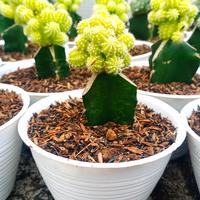 Gambar kaktus jagung mini dari Hafidz kaktus sukulen undefined 1 Tokopedia