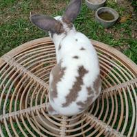 Gambar Kelinci Hias Mini Rex Pure (Usia 10 bulan) dari Depebunnies93 undefined 2 Tokopedia