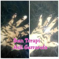 Gambar ikan terapi asli garrarufa per 2rb ekor dari Diamond Fish Farm undefined 1 Tokopedia