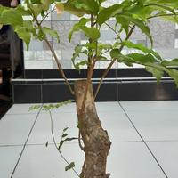 Gambar bonsai rukem bisa berbuah unik dari NauraStarShop undefined 3 Tokopedia