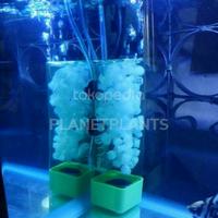 Gambar PAKET BOTOL + ISI KALDNESS K1 MEDIA FILTER AQUARIUM AQUASCAPE dari PLANETPLANTS undefined 2 Tokopedia