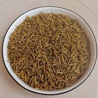 Gambar Maggot Bsf Magot Kering Premium Magot Oven Pakan Ikan Koi Burung 1kg dari maggot_id undefined 2 Tokopedia