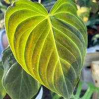 Gambar philodendron splendid dari Wan Flowers undefined 3 Tokopedia