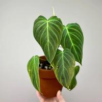 Gambar philodendron splendid dari Wan Flowers undefined 2 Tokopedia