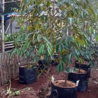 Gambar pohon durian montong cepat berbuah dari hilmanGreenPark undefined 2 Tokopedia