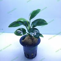Gambar Anubias Nana Full daun air | Tanaman Aquarium aquascape - Size S dari AMAT AQUASCAPE undefined 1 Tokopedia