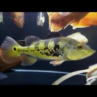 Gambar Ikan Peacock Bass Monoculus 21-23cm dari Tokonya Sistian undefined 3 Tokopedia