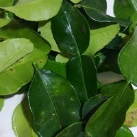 Gambar Daun jeruk 1kg dari Anip Rempah Rempah Hasil Bumi undefined 1 Tokopedia