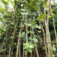 Gambar Pohon Anggur Laut // Coccoloba Uvifera - 3 meter dari Rizky Palm undefined 1 Tokopedia
