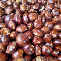 Gambar Jengkol Tua Mentah 500 gram dari Dapuronline1 undefined 1 Tokopedia