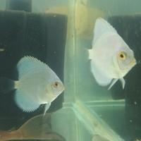 Gambar ikan discus blue diamond dari onik_pondokcabe_jamu undefined 2 Tokopedia