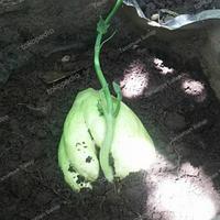 Gambar Bibit labu Siam murah siap tanam dari kebun kuring undefined 1 Tokopedia