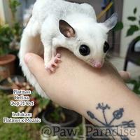 Gambar joey platmos jantan betina mosaic platinum mozaic sg cream sugarglider dari Paw Paradise undefined 2 Tokopedia
