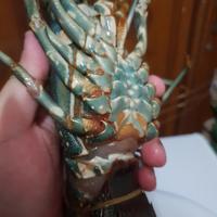 Gambar Lobster Laut Fresh Frozen, Lobster Segar, Makanan Sultan - 1 kg isi 7 dari Lintas Lima Benua undefined 4 Tokopedia