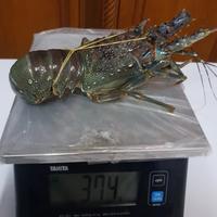 Gambar Lobster Laut Fresh Frozen, Lobster Segar, Makanan Sultan - 1 kg isi 7 dari Lintas Lima Benua undefined 5 Tokopedia