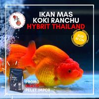 Gambar IKAN MAS KOKI RANCHU HYBRIT THAILAND JUMBO SIZE 14 CM BERGARANSI dari DELIMAMERAHFARM STORE undefined 1 Tokopedia