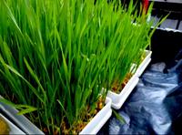 Gambar PAKET MICROGREEN WHEATGRASS LENGKAP GARDENINGRAT (Rumput Gandum) dari GardeNingrat undefined 5 Tokopedia