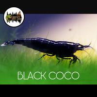 Gambar shrimp l udang hias aquascape - blackcoco dari RICKY MENAER undefined 1 Tokopedia