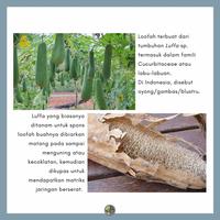 Gambar Eco Sponge Loofah Vegetable Gambas Natural Berkualitas Cucurbitaceae - S dari TAAJJABA NATURAL ETHNICAL undefined 3 Tokopedia