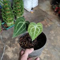 Gambar bibit anthurium clarinervium king kuping gajah tarantula dari Lucky tre3 undefined 1 Tokopedia