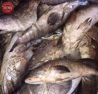 Gambar Ikan Kerapu Segar Kerapu Macan / Kualitas GARANSI SEGAR dari seafood ikan segar undefined 4 Tokopedia