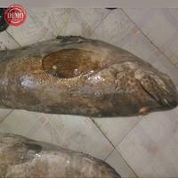 Gambar Ikan Kerapu Segar Kerapu Macan / Kualitas GARANSI SEGAR dari seafood ikan segar undefined 5 Tokopedia