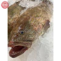 Gambar Ikan Kerapu Segar Kerapu Macan / Kualitas GARANSI SEGAR dari seafood ikan segar undefined 2 Tokopedia