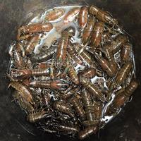 Gambar BIBIT LOBSTER AIR TAWAR 5 CM UP | 2 inch dari lobstar.co bekasi undefined 1 Tokopedia