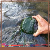 Gambar LUMUT PANCING ATAU LUMUT AIR - UMPAN IKAN DAN MAKANAN IKAN 1kg dari rumahsunda- undefined 2 Tokopedia