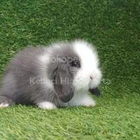 Gambar kelinci hias fuzzi lop fuzzy lop fuzy lop dari Kelinci Hias Jakarta undefined 1 Tokopedia