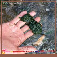 Gambar LUMUT PANCING ATAU LUMUT AIR - UMPAN IKAN DAN MAKANAN IKAN 1kg dari rumahsunda- undefined 1 Tokopedia