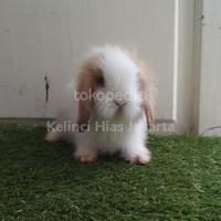 Gambar kelinci hias fuzzi lop fuzzy lop fuzy lop dari Kelinci Hias Jakarta undefined 3 Tokopedia