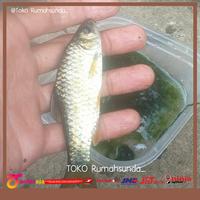 Gambar LUMUT PANCING ATAU LUMUT AIR - UMPAN IKAN DAN MAKANAN IKAN 1kg dari rumahsunda- undefined 3 Tokopedia