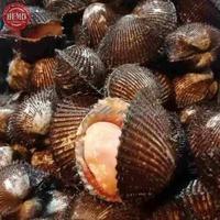 Gambar Kerang Bulu Kerang Segar Hidup / Seafood Fresh Kualitas GARANSI SEGAR dari seafood ikan segar undefined 1 Tokopedia