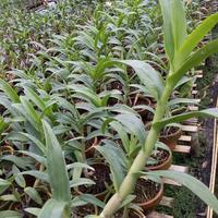 Gambar anggrek dendrobium superbien spesies azima remaja 1 pot dari atifaflora undefined 3 Tokopedia