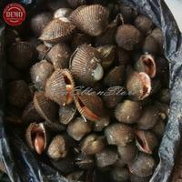 Gambar Kerang Bulu Kerang Segar Hidup / Seafood Fresh Kualitas GARANSI SEGAR dari seafood ikan segar undefined 2 Tokopedia