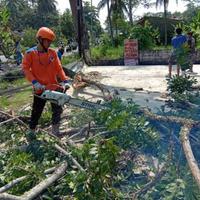 Gambar menerima penebangan pohon pelindung/pemakasan pohon besa dari putraindahtaman undefined 2 Tokopedia