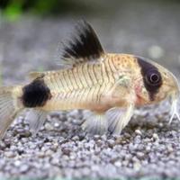 Gambar ikan corydoras panda dari Dito Farm undefined 1 Tokopedia