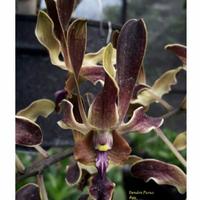 Gambar Anggrek dendrobium Paras Ayu dari atifaflora undefined 1 Tokopedia