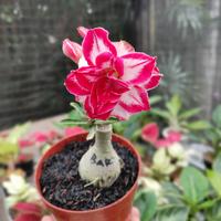 Gambar adenium bunga tumpuk warna campur dari taman impian99 undefined 1 Tokopedia