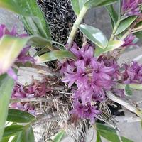 Gambar Dendrobium Bracteosum var Tanii dari Rhea Orchids undefined 1 Tokopedia