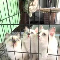 Gambar kitten himalaya dari elfa_cat shop undefined 1 Tokopedia
